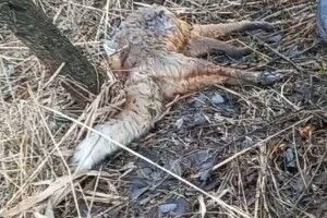 Волинські екоінспектори виявили факти браконьєрства