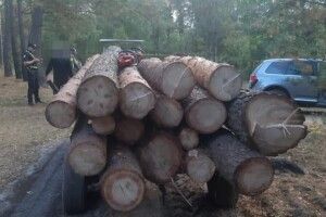 45 тисяч збитків: викрили волинян, які організували незаконну порубку лісу (Фото)