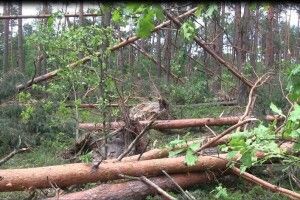 Через негоду на Волині повалено сотні гектарів лісу