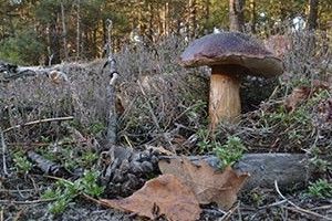 ВІКНО РУБРИКИ: привіт від замерзлого лісу