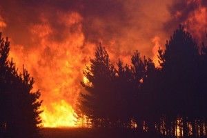 Студентів оштрафували на 15 мільйонів доларів за спалений ліс