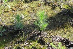 Понад 800 гектарів лісу висадять на Волині цьогоріч