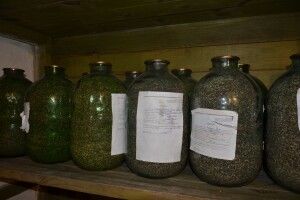 Майбутній волинський ліс закривають в банки