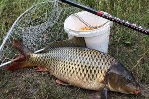 Вирок за браконьєрство: як для волинянина закінчилася риболовля на Стиру