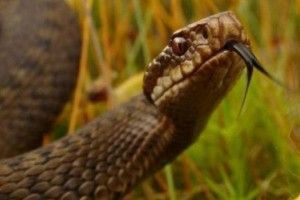 Збирали журавлину, а їх покусали змії