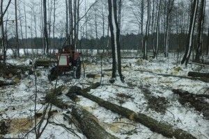 Крадії на Маневиччині встигли зрізати 34 дерева! (фото)