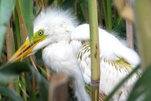 У Цуманській пущі дослідили унікальну колонію птахів (фото)