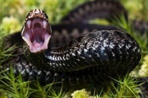 На Львівщині жінку вкусила змія: потерпіла потрапила в реанімацію з анафілаксією