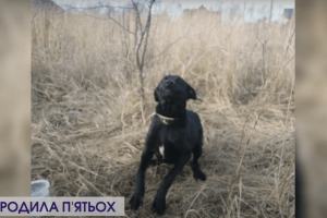 Біля Луцька в полі знайшли прив’язану до дерева вагітну собаку