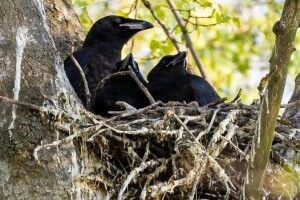 У крука з кручихою вже підростають пташенята-крученята