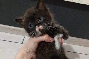 У Луцьку блакитноока Люська шукає турботливі руки (фото)