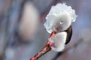 18 лютого: свята і пам’ятні дати