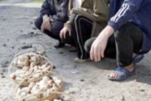 ДАРИ ЛІСІВ: грибна дорога до Шацька