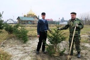 Ківерцівські безбожники зрубали три ялинки просто під церквою