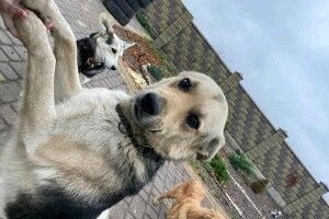 Лучанам показали, як нині живеться легендарному псу Баді (Фото)