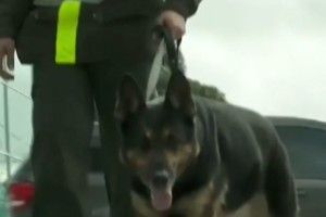 Наркобарон у Колумбії оголосив винагороду у 70 тисяч доларів за голову собаки