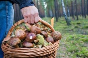 На Волині шукають зниклого грибника