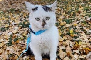 Луцька Білосніжка шукає своє котяче щастя (Фото)