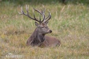 Популяція оленя благородного на Поліссі зросла на 14% 