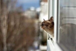 Жовтий рівень небезпеки: на Волині очікується сильний вітер