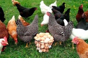 Аби кури краще неслися, їм треба згодовувати сушену кропиву