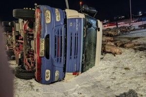 На трасі перекинулася вантажівка з двома сотнями свиней (Фото, відео)