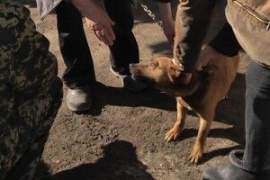 Через скаженого кота у селі на Волині усипили двох псів (Відео)