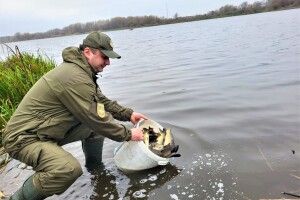 У Ковельське водосховище випустили майже 600 кілограмів риби 