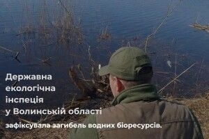 На Волині виявили масову загибель риби на водоймі