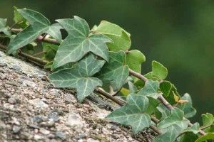 Скільки видів рослин пропонують охороняти на Волині?