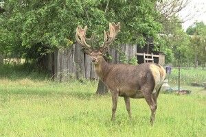 Куди зник олень Борис: лісівники Рівненщини розповіли про «самоізоляцію» зірки соцмереж (Відео)