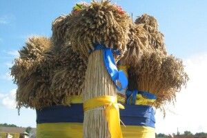Жнива: скільки зерна уже намолотила Волинь