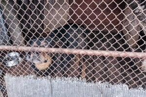 У Луцьку сусідські собаки загризли домашнього улюбленця