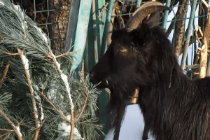  Ялинки у Луцьку не розпродали, тому їх їдять звірі