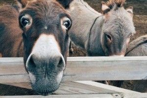 Унікальний і дорогоцінний сир виготовляють... студенти