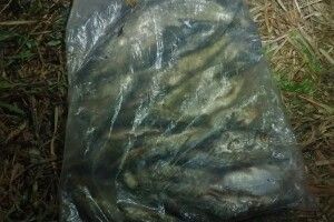 На Волині браконьєри незаконно виловили риби на понад 80 тисяч гривень