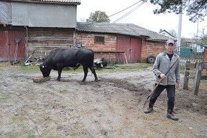 Годівельник найбільших биків