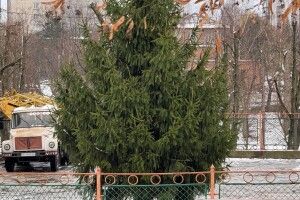 На Волині нова локація ялинки викликала суперечки