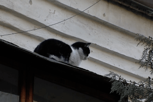 У Рівному з даху зняли кота