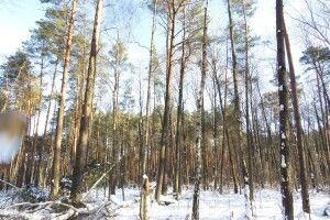 У Цуманській пущі порахували зубрів