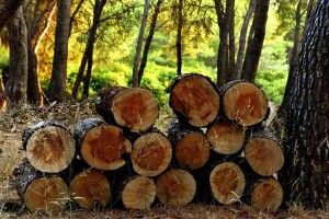 На Волині під час незаконної порубки лісу чоловіка вбило дерево