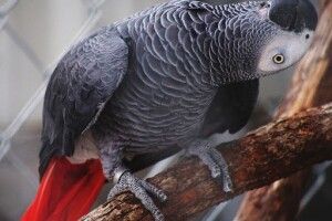 «Штука баксів – і він ваш»: у зоомагазині в Луцьку продають папугу, який вміє кувати зозулею та гавкати псом 
