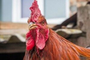 Волинь отримала захист проти смертельної небезпеки для птиці
