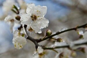 На Україну сунуть заморозки