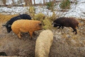 Кучеряві свині оселилися над Лугою на Волині (Фото)