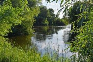 Як впливає Рівненська АЕС на річку Стир