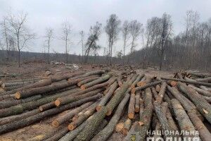 У селі на Волині виявили незаконну порубку лісу (Відео)
