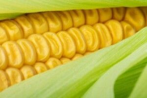 Іспанські фермери починають вирощувати кукурудзу в теплицях