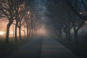 На Волині біля училища вітер повалив дерево (Фото)