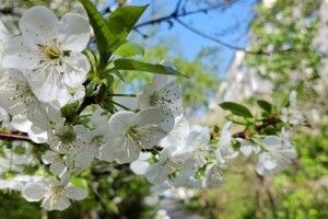 Якою буде погода на Волині